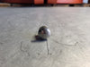 PAULIN 3/8"-16" x 3/4" 316 SS Carriage Bolt w/ Flange Nut HDW4KITSS