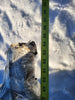 SUNDS Feeder Screw R.H Flight ATLF 00649