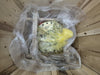 CATERPILLAR Final Drive Assembly 1C7059