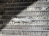ISUZU Engine Radiator C181-010-0002