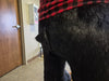 THE STUFFED ANIMAL HOUSE 6'-3" Black Bear Display