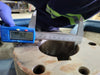 50" 5-Groove V-belt Pulley 1074