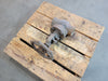 BONNEY FORGE 2" Class 800 Globe Valve HL 31