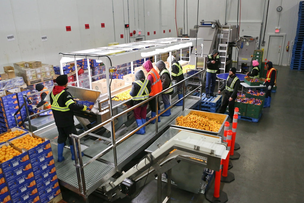 Fruit Sorting & Packaging Line 2 Conveyor Sections